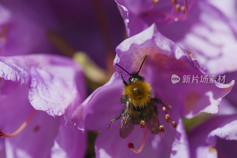 大黄蜂和粉红色杜鹃花(Roseum Elegans)